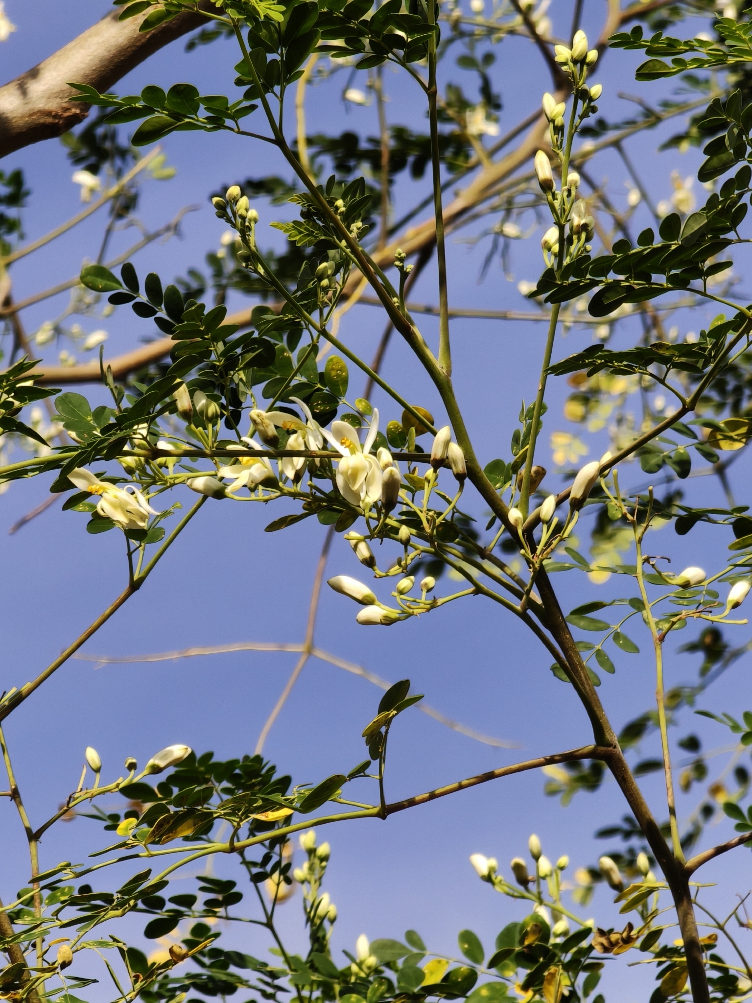 Imagem de Moringa