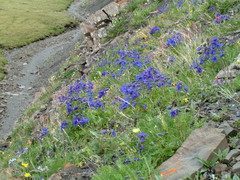 Delphinium middendorffii