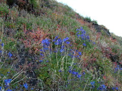 Delphinium middendorffii
