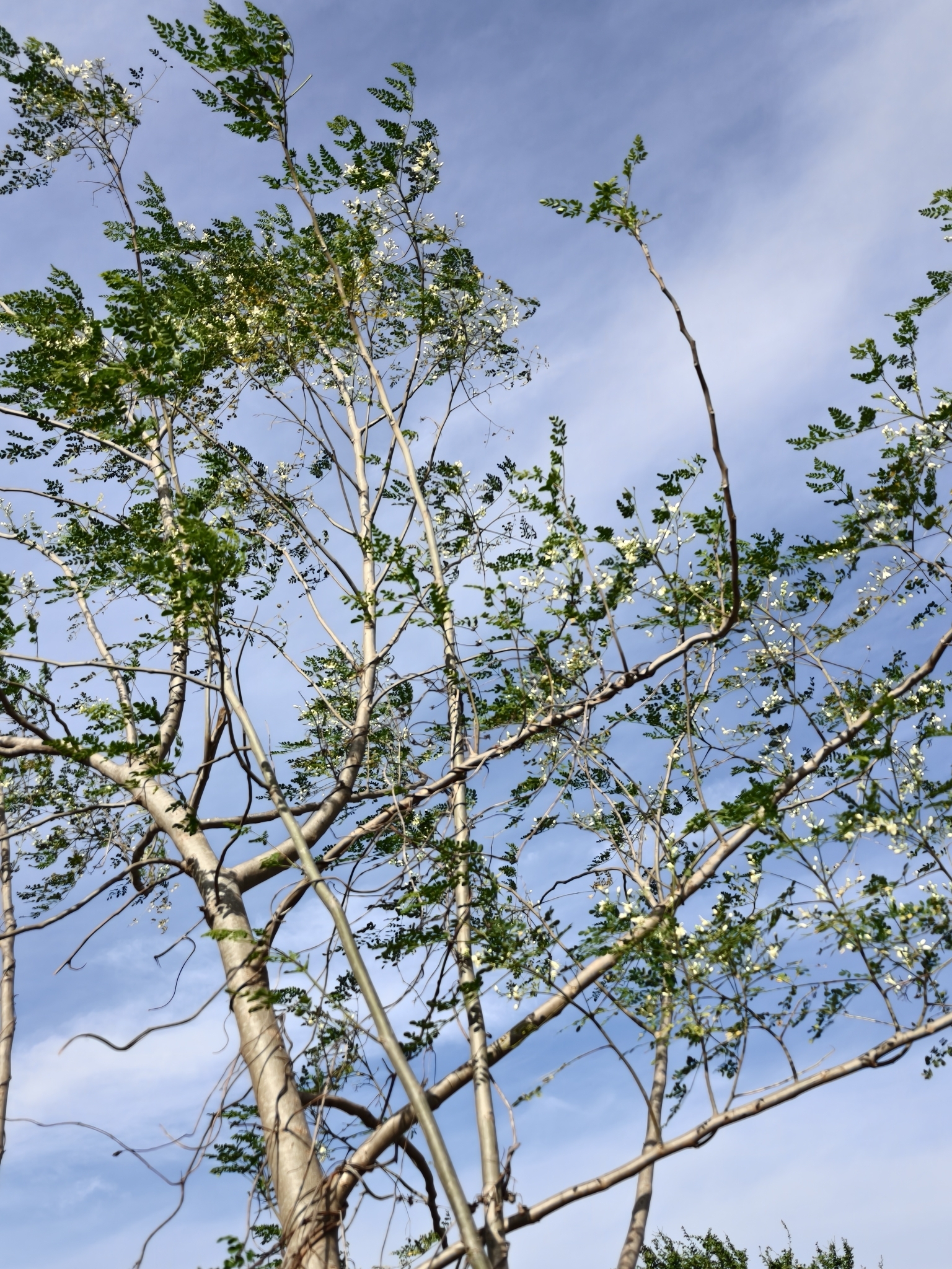 Imagem de Moringa