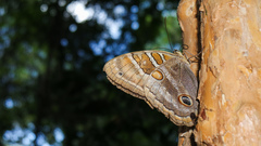 Opoptera syme