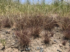 Microchloa caffra