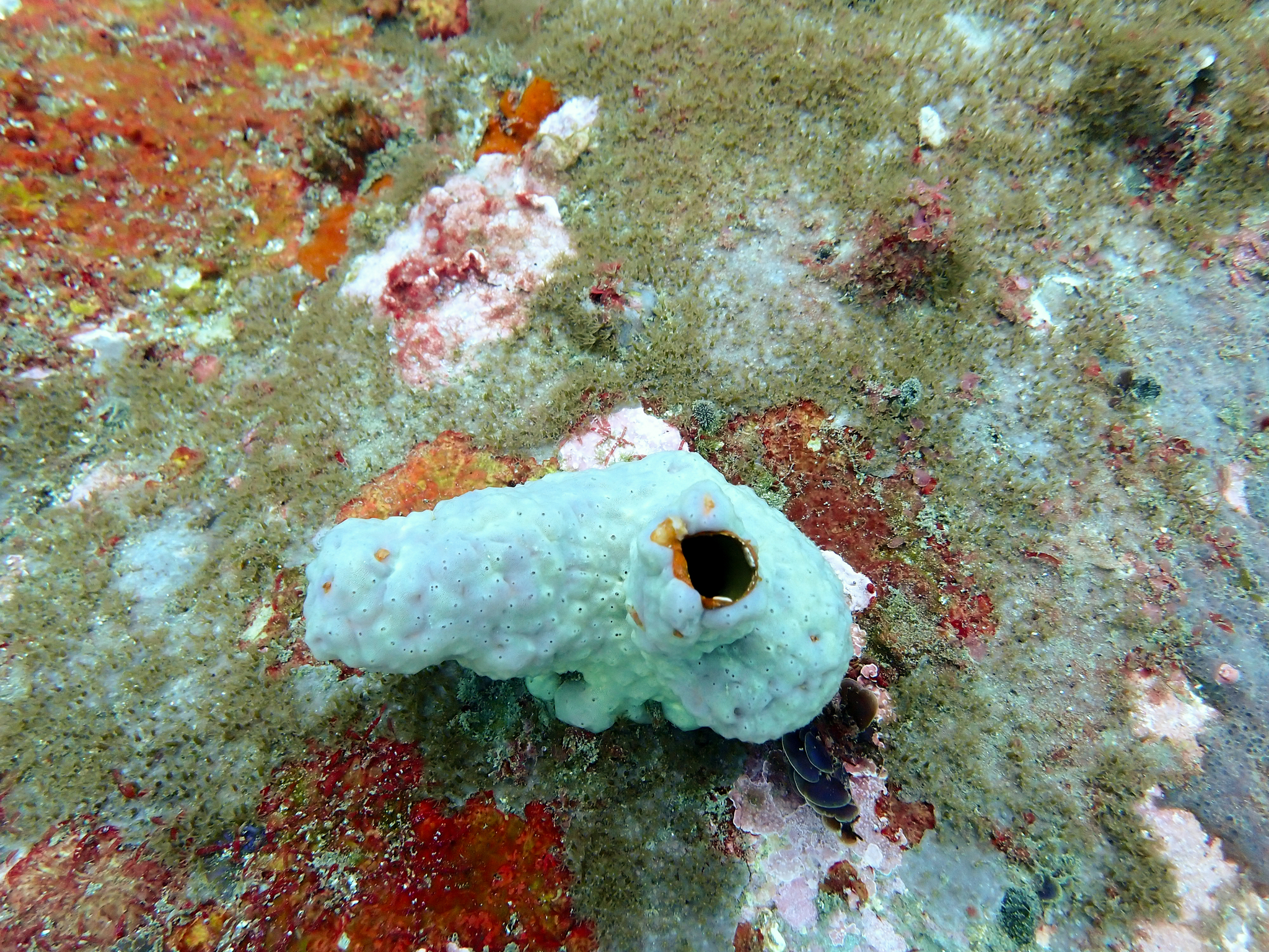 Cnemidocarpa pedata (Herdman, 1881)