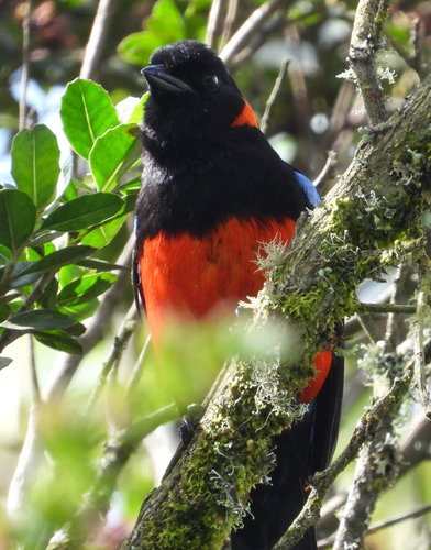 Scarlet-bellied Mountain Tanager (Anisognathus igniventris)