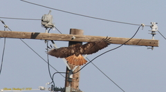 Buteo jamaicensis