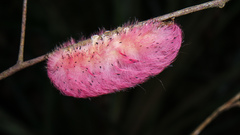 Apatelodidae