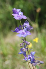 Delphinium middendorffii