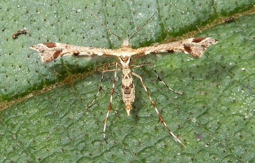 Eucapperia bullifera