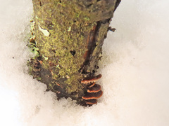 Gloeophyllum abietinum