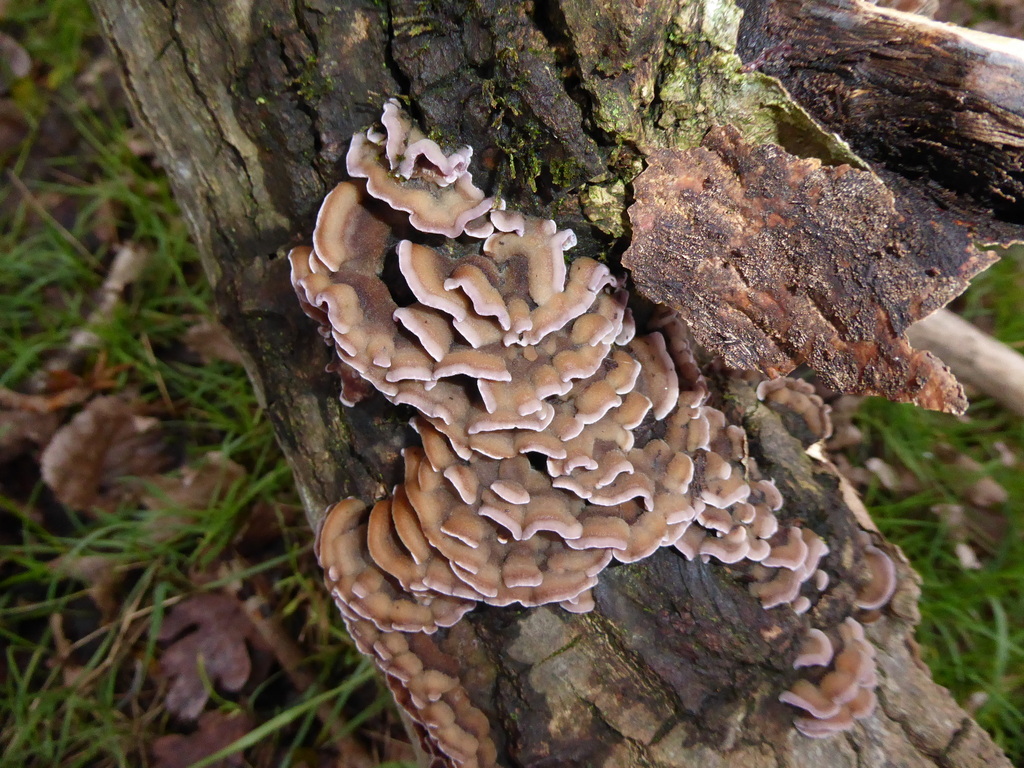Chondrostereum purpureum · January 2026 · photo: © jamie-aa (iNaturalist, cc0)