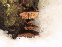 Gloeophyllum abietinum