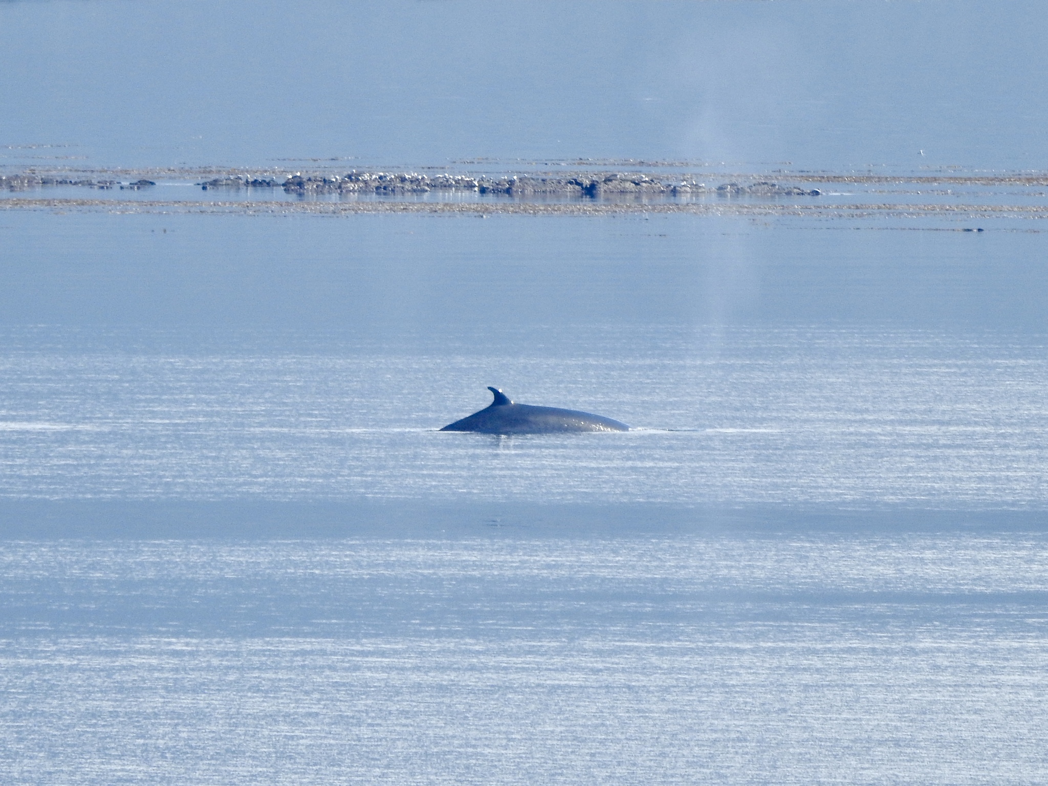 Balaenoptera borealis