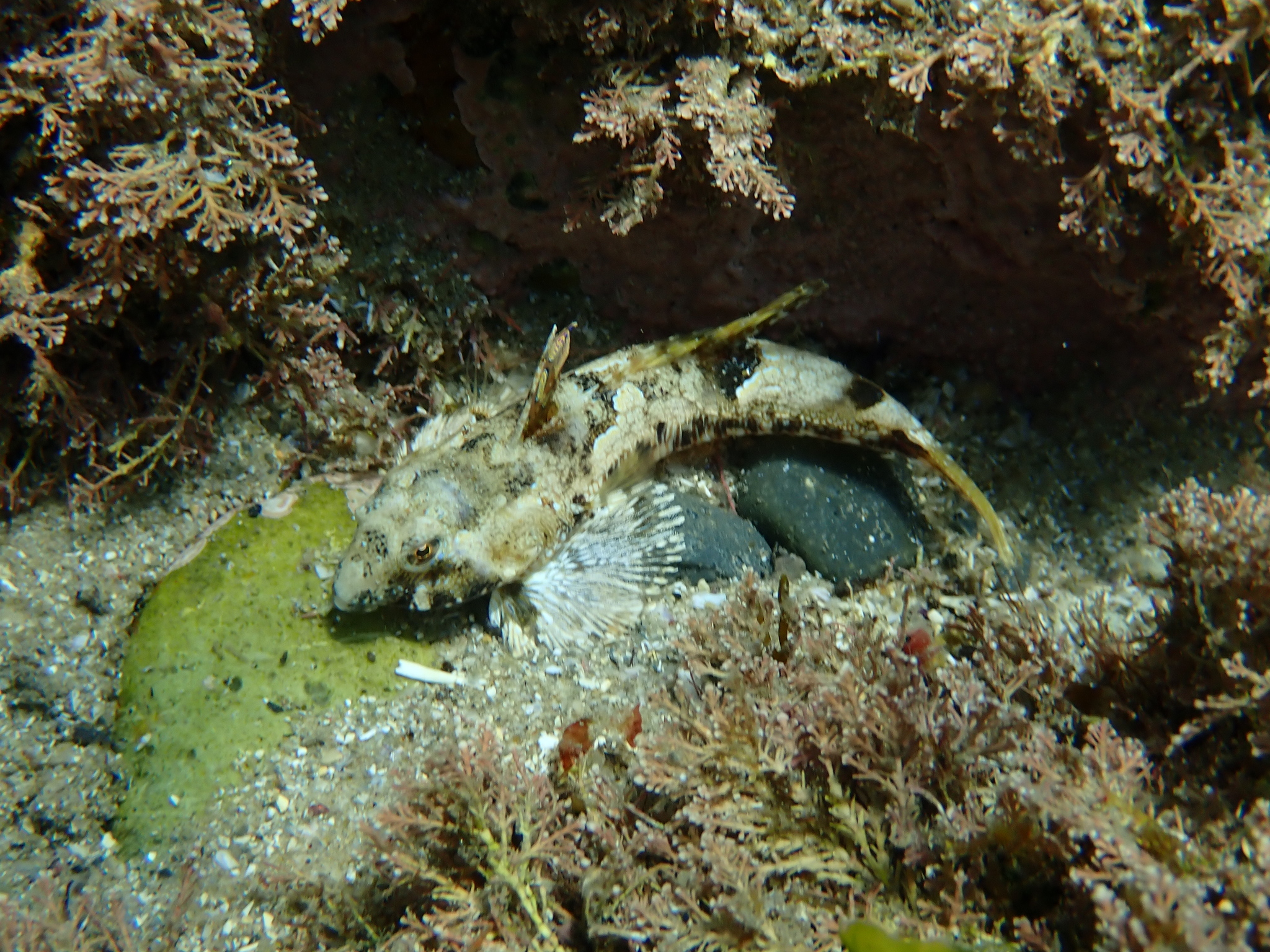 Butterfly Dragonet photo 6