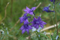Delphinium middendorffii
