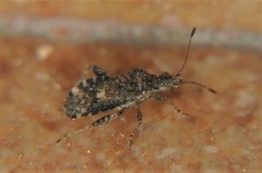 Aufeius impressicollis