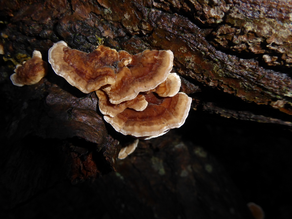 Trametes ochracea · January 2026 · photo: © jamie-aa (iNaturalist, cc0)