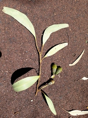 Eucalyptus gomphocephala