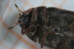 Attagenus pellio