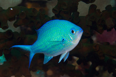Chromis atripectoralis
