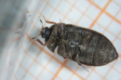 Attagenus pellio