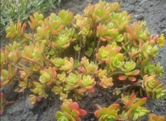 Sedum kimnachii