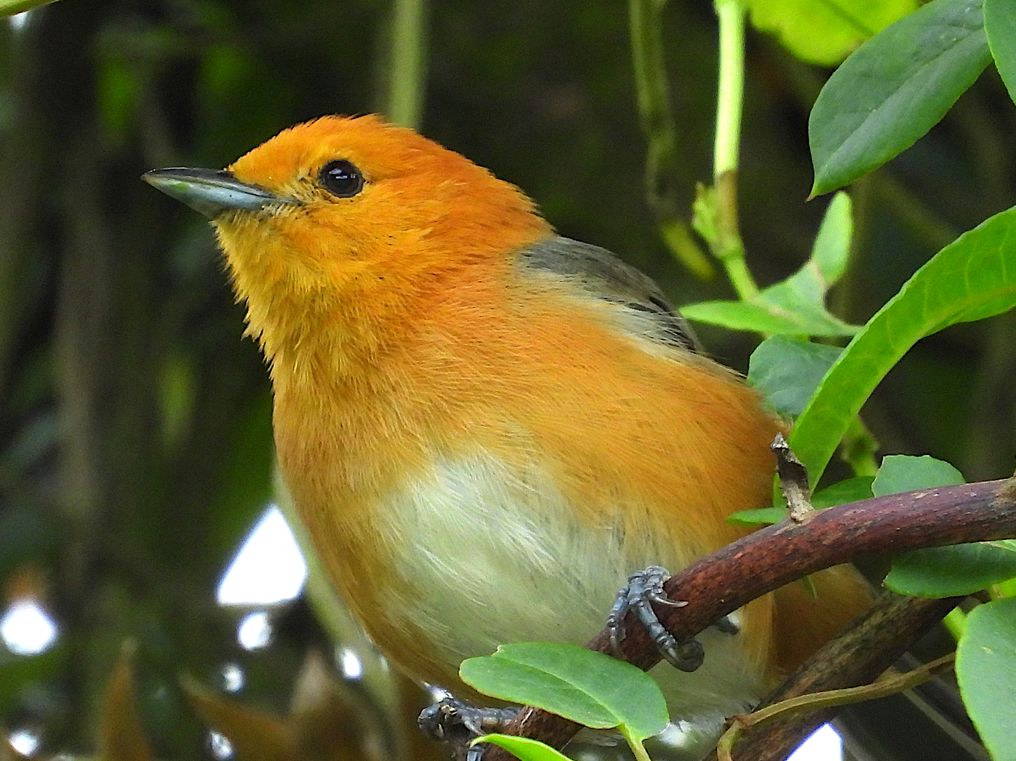 Rufous-chested Tanager (Thlypopsis ornata), photo 1