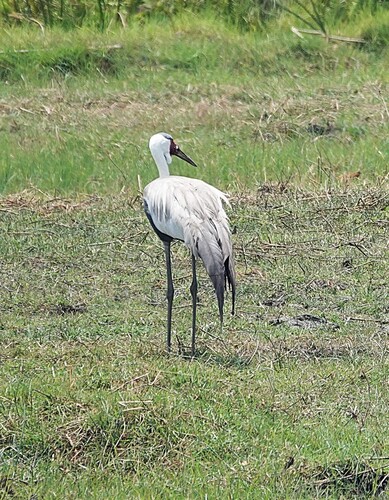 Wattled Crane