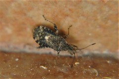 Aufeius impressicollis