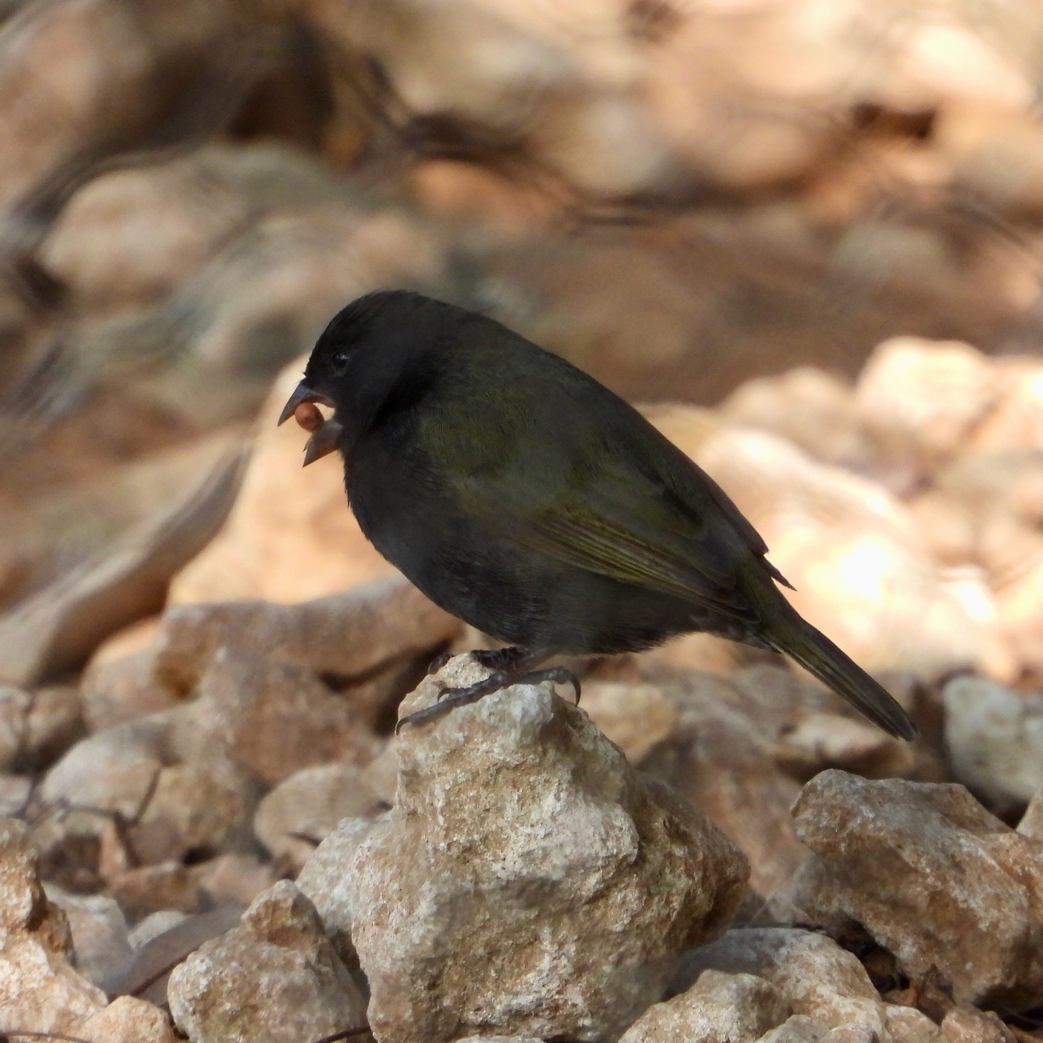 Black-faced Grassquit (Melanospiza bicolor), photo 9