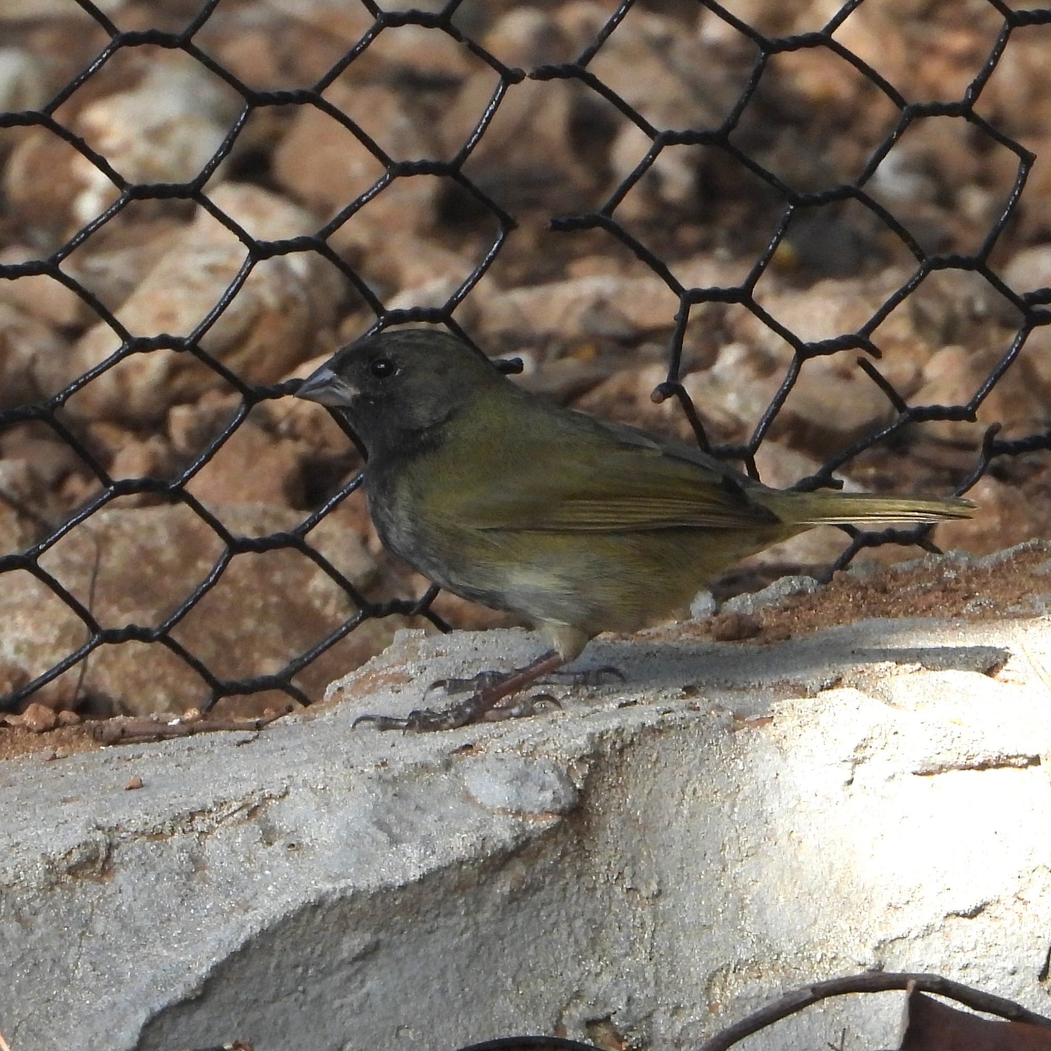 Black-faced Grassquit (Melanospiza bicolor), photo 8