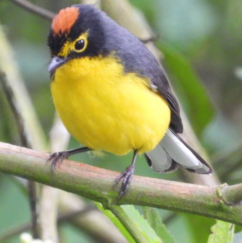 Spectacled Whitestart (Myioborus melanocephalus)