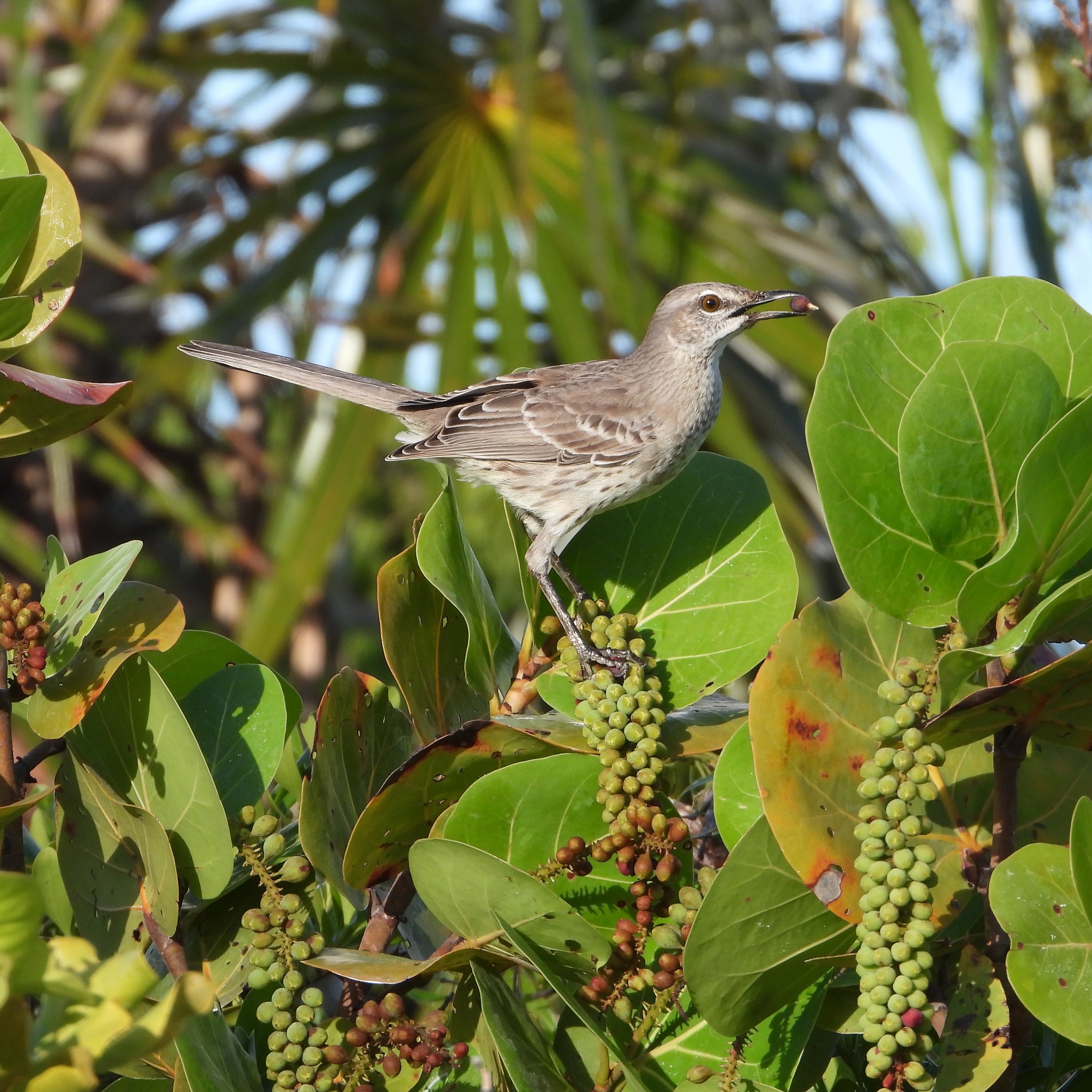 Bahama Mockingbird (Mimus gundlachii), photo 1