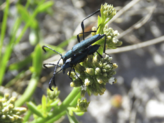 Hypocrites scabriusculus