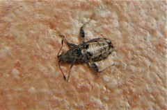 Aufeius impressicollis