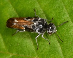 Glipa hilaris