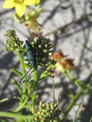 Hypocrites scabriusculus