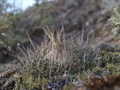 Echinofossulocactus dichroacanthus