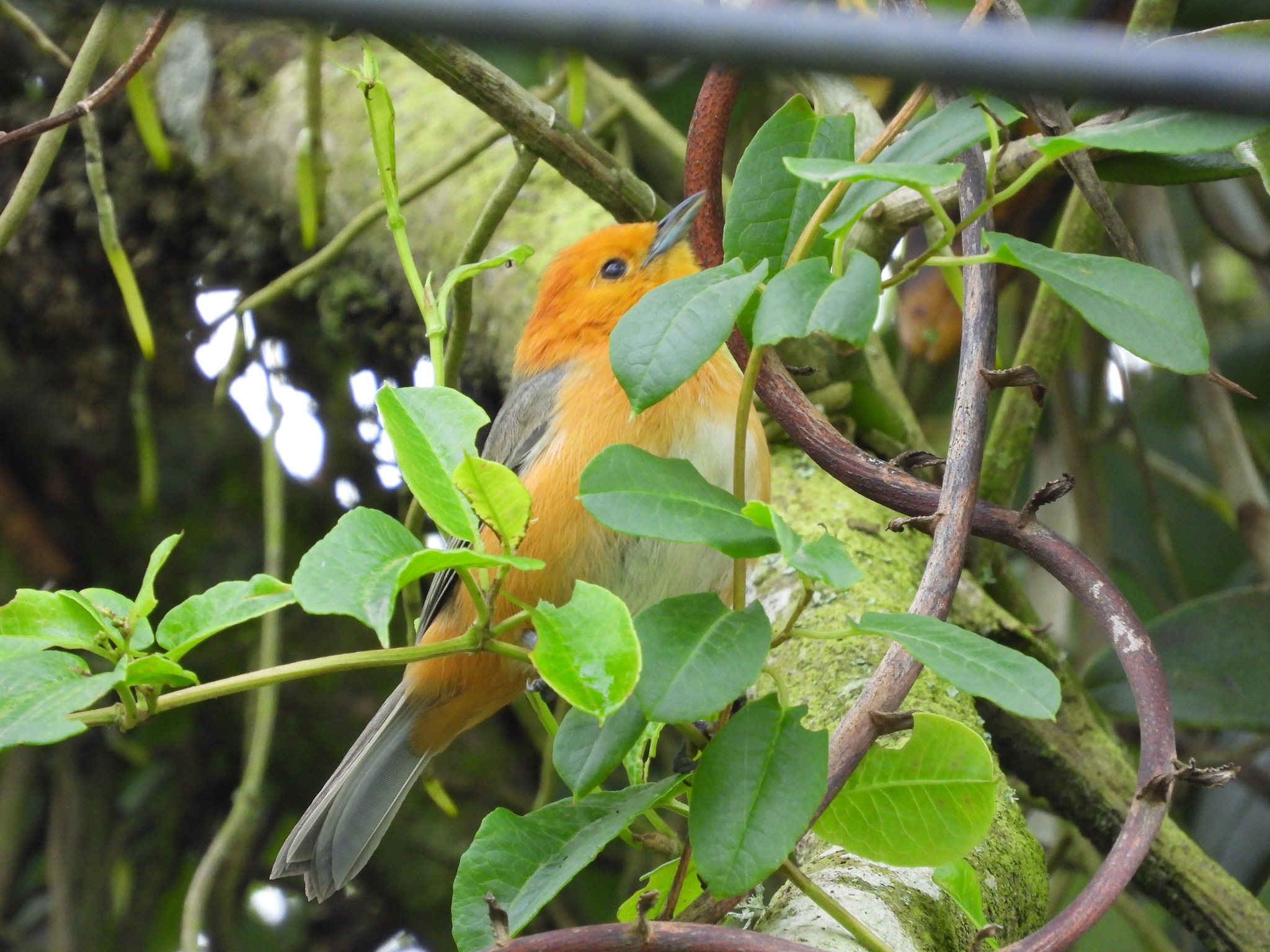 Rufous-chested Tanager (Thlypopsis ornata), photo 2