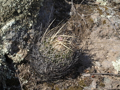 Echinofossulocactus dichroacanthus