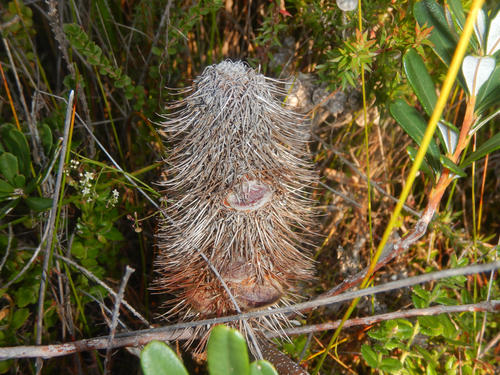 Banksia croajingolensis, photograph 6