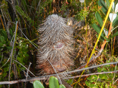 Banksia croajingolensis, photograph (c) Bryce Watts-Parker, some rights reserved (CC BY)