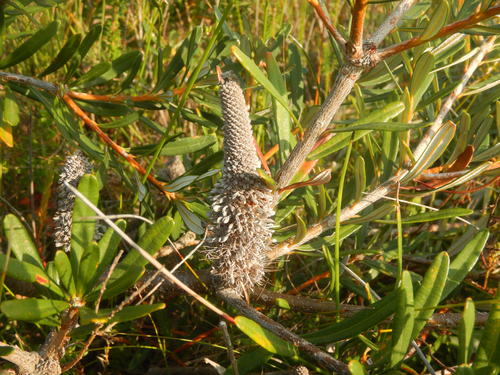 Banksia croajingolensis, photograph 5