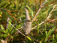 (c) Bryce Watts-Parker, some rights reserved (CC BY) Banksia croajingolensis, photograph (c) Bryce Watts-Parker, some rights reserved (CC BY)