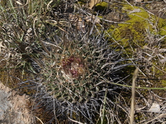 Echinofossulocactus dichroacanthus