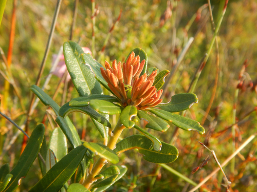 Banksia croajingolensis, photograph 4