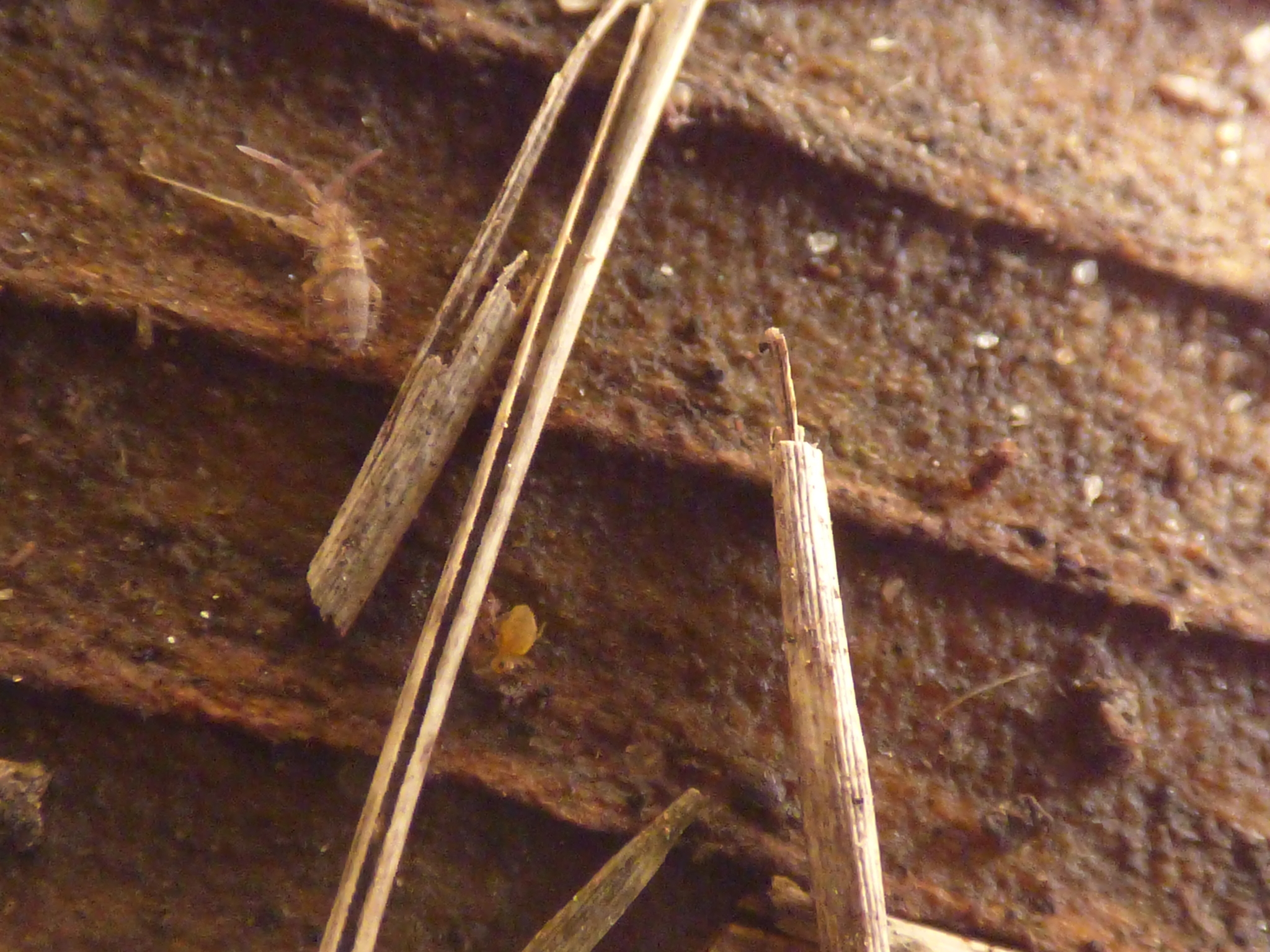 Homidia sauteri (C.Börner, 1909)