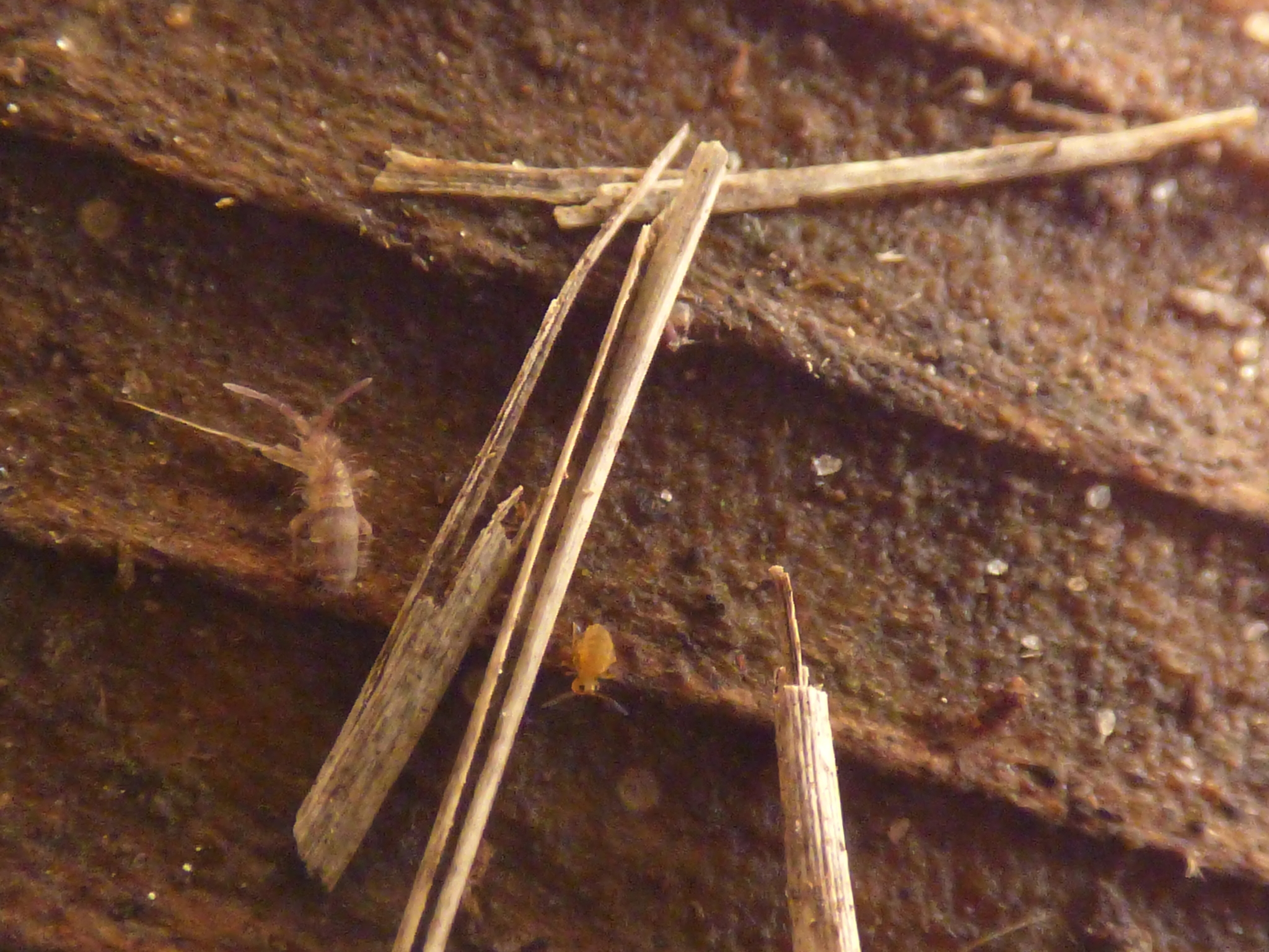 Homidia sauteri (C.Börner, 1909)