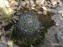 Echinofossulocactus dichroacanthus