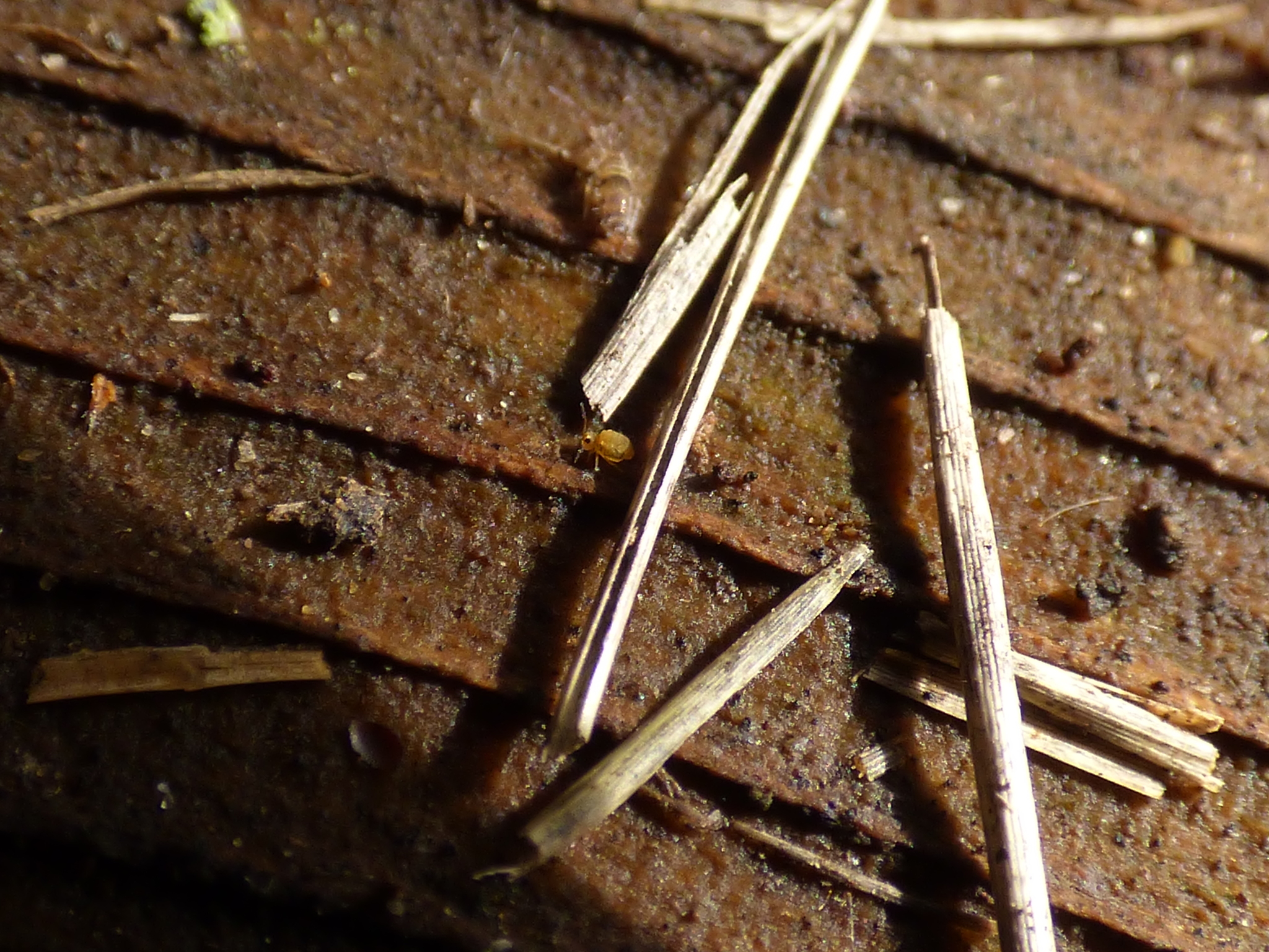 Homidia sauteri (C.Börner, 1909)