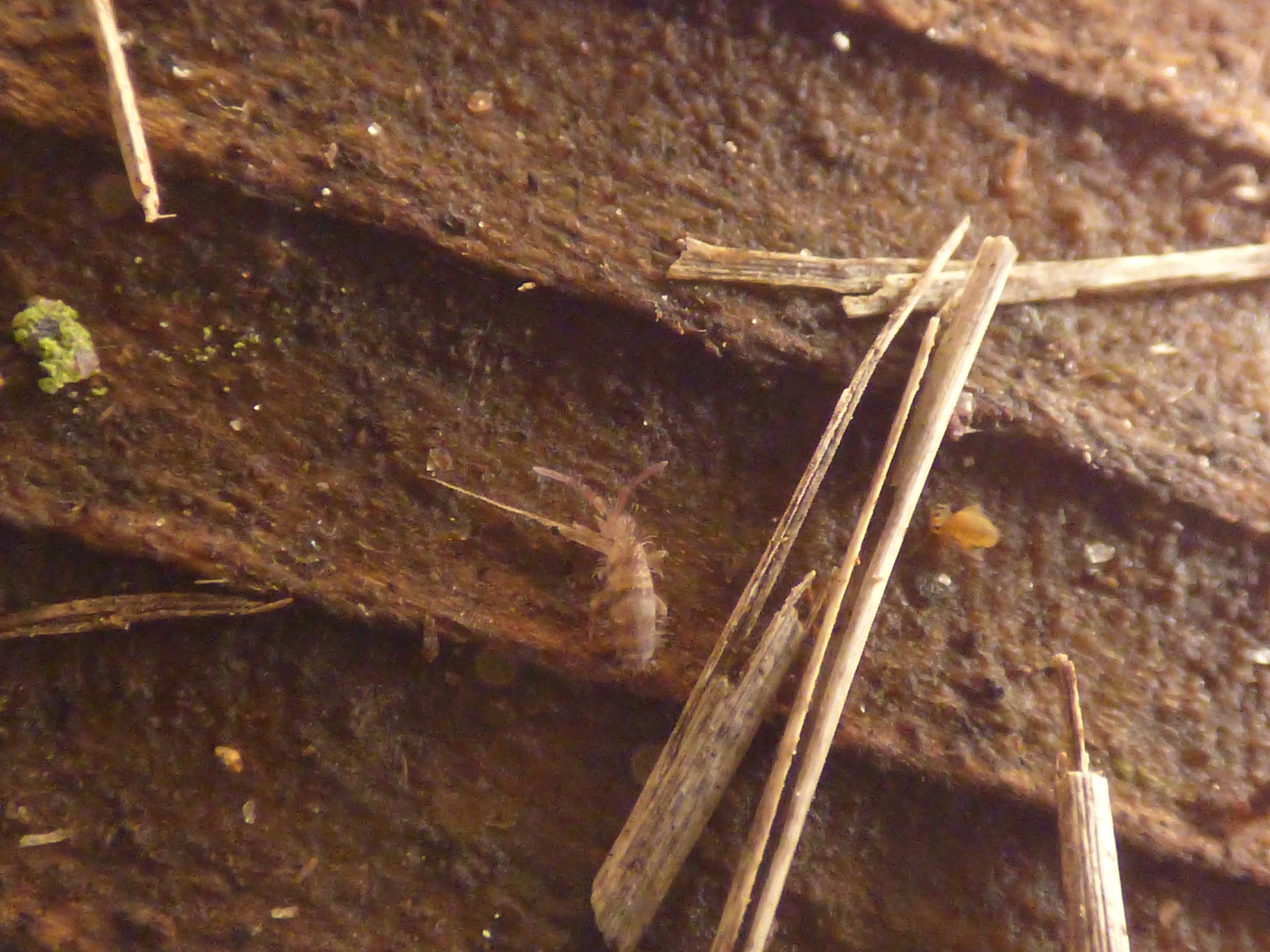 Homidia sauteri (C.Börner, 1909)